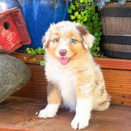 Wrangler - Red merle male Australian Shepherd puppy in Boise, Idaho from Black Canyon Corral Aussies