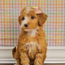 Anna - Red female Bernedoodle puppy in Russell Springs, Kentucky from 270 Doodles