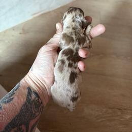 Karma - Dapple female Dachshund puppy in Sacramento, California from HEFFERNAN HOUNDS