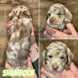 Shamrock - Chocolate and cream male Dachshund puppy in Fond Du Lac, Wisconsin from Clucking Homestead Springers & Dachshunds