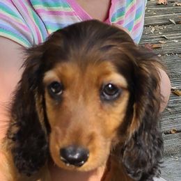 Dachshund Puppies from Tip O The Lekes Dachshunds