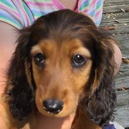 Dachshund Puppies from Tip O The Lekes Dachshunds