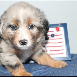 Liberty - Blue merle female Miniature Australian Shepherd puppy in Kissee Mills, Missouri from Clinkenbeard Kennel