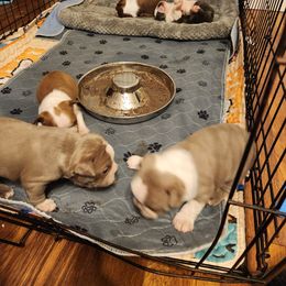 Boston Terrier Puppies from Bostic's bostons