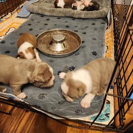 Boston Terrier Puppies from Bostic's bostons