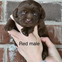 Red male - Chocolate male Labrador Retriever puppy in Mississippi from Sure Shot English Labs