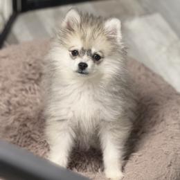 Augustus - Gray and white male Pomsky puppy in La Verne, California from Red Cedar Pomskies