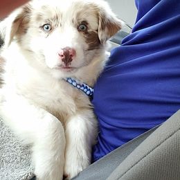 Australian Shepherd Puppies from Brouillard Farm