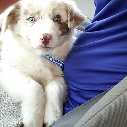 Australian Shepherd Puppies from Brouillard Farm