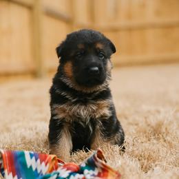 Rainbow Girl - Black and red female German Shepherd puppy in Apex, North Carolina from Milestone GSDs