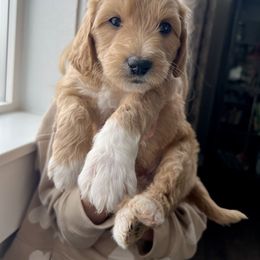 Goldendoodle Puppies from Snugglesndoodles