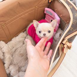 Baby Mochi - 11,850 - Gold female Chihuahua puppy in Jacksonville, Florida from Petits Chihuahuas