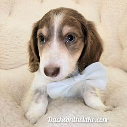 Thor - Fawn (isabella) and cream male Dachshund puppy in Grove, Oklahoma from Dachs on the lake