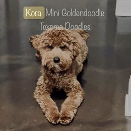 Kora - Goldendoodle
