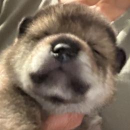 Papillon puppies from Mishmo's Shibas and Papillons