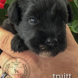 Miniature Schnauzer Puppies from Laurel Crown Schnauzers