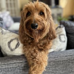 Belle - Goldendoodle