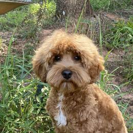 Ali - Australian Labradoodle