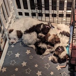 Havanese Puppies from Havanese Puppies of Austin Texas