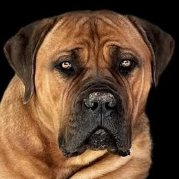 Mayhem - Boerboel