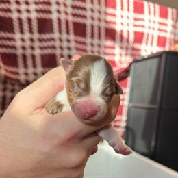 Girl 3 - Red tri-color female Australian Shepherd puppy in Jacksonville, Florida from Solace Australian Shepherds