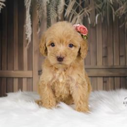 Bernedoodle and Goldendoodle Puppies from Adirondack Poodles Goldendoodles,Bernedoodles & Schnoodles