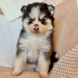Jill - Black and white female Pomsky puppy in Mesa, Arizona from Platinum Pomskies