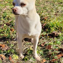 Becca - Merle female Chihuahua puppy in Warsaw, Virginia from B&D Chihuahuas