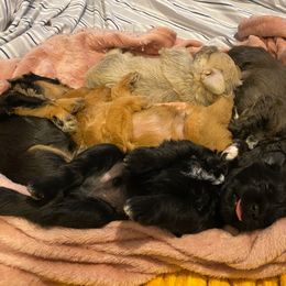 Schnoodle Puppies from Noodle Tings Puppies