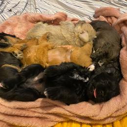 Schnoodle Puppies from Noodle Tings Puppies
