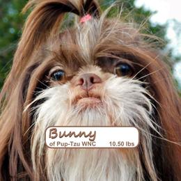 Bunny - Shih Tzu
