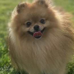 Freya - Pomeranian