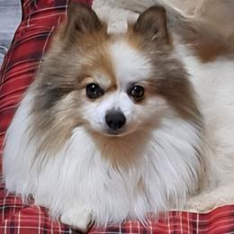 Bandit - Pomeranian
