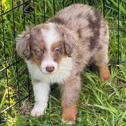 Oliver - Red merle male Toy Australian Shepherd puppy in Ambrose, Georgia from Brandilyn's Aussies