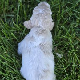 Poodle Puppies from Caboodles Of Poodles