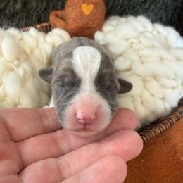 Misty - Blue female Pembroke Welsh Corgi puppy in Paxton, Illinois from McGovern Family Corgis