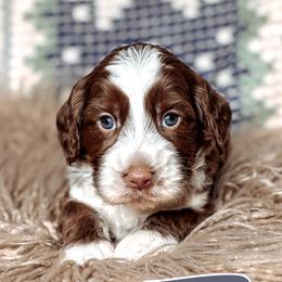 Timber - Chocolate male Australian Labradoodle puppy in Decatur, Alabama from Southern Meadows Doodles
