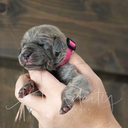 Misty - Blue female Great Dane puppy in Denison, Texas from Hundeity Great Danes