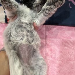 Miniature Schnauzer Puppies from Schnazzy Schnauzers