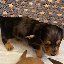Dimples long hair dapple - Dapple male Dachshund puppy in Elizabethtown, Kentucky from Teeny Tiny Puppy Tails