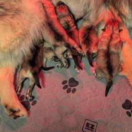 Boy 1 - Black and silver male Keeshond puppy in Fayetteville, Tennessee from Erbekees-Keeshonden