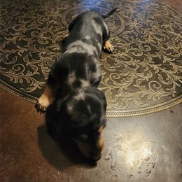 Ellie - Dapple female Dachshund puppy in Coweta, Oklahoma from Adney Acres Dauchshunds