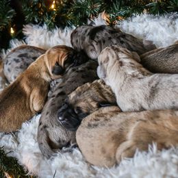 Great Dane Puppies from Pepper Mae Danes