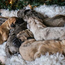 Great Dane Puppies from Pepper Mae Danes