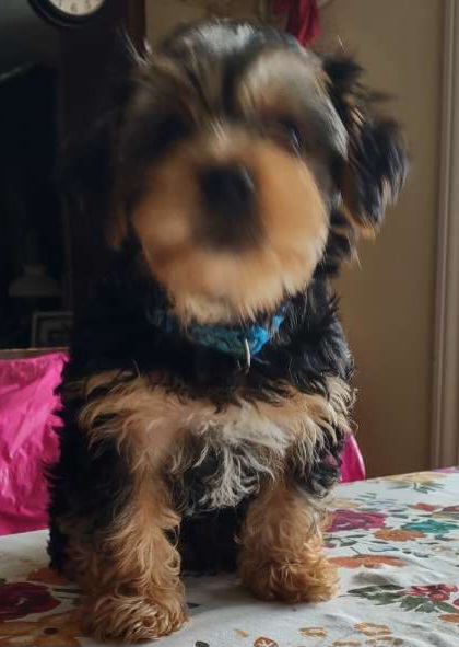 Yorkshire Terrier Puppies from Hilly Acres Farm