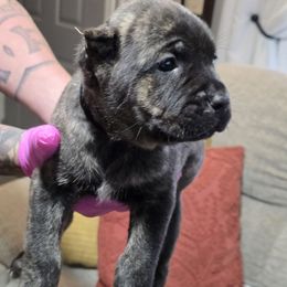 Maize - Black brindle male Cane Corso puppy in Elkhart, Indiana from Martins Almighty Cane Corsos