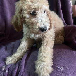 Sky - Cream male Goldendoodle puppy in Lowville, New York from Adirondack Labradoodles