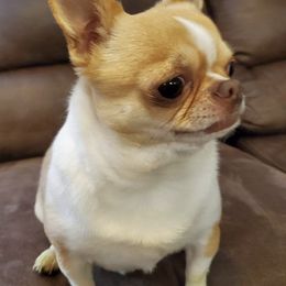 Chihuahuas from Valley Chihuahuas