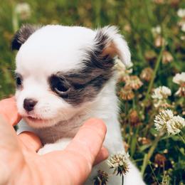 Marshall (tint lavender spotted male) - Silver male Chihuahua puppy in Laurel, Mississippi from Home of Tiny Chihuahuas