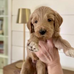 Goldendoodle Puppies from King Family Doodles